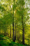 Fototapeta  - Sunset or sunrise in a spring birch forest with bright young foliage glowing in the rays of the sun and shadows.