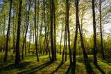 Fototapeta  - Sunset or sunrise in a spring birch forest with bright young foliage glowing in the rays of the sun and shadows.