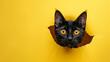 © Yuwarin - black cat peeking through hole in yellow paper background with copy space