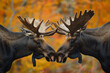 Moose Locking Antlers in Autumn - Display of Wildlife Strength  