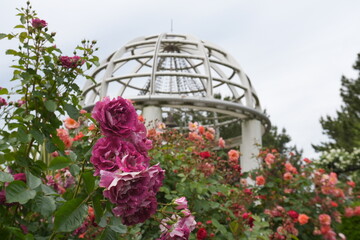 Wall Mural - rose garden in spring