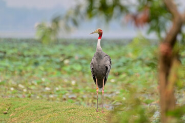 Wall Mural - Eastern Sarus Crane, Antigone antigone sharpii in sarus crane reintroduction project Thailand.