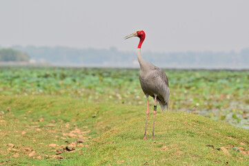 Wall Mural - Eastern Sarus Crane, Antigone antigone sharpii in sarus crane reintroduction project Thailand.