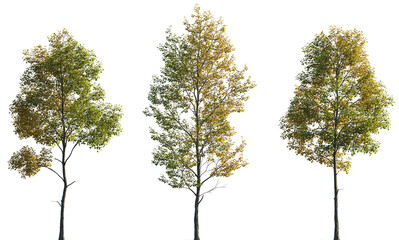 Wall Mural - Autumn Tilia cordata set street trees medium and small partly yellow isolated png on a transparent background perfectly cutout (Small-leaved linden, European linden)