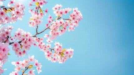 Canvas Print - Sakura Lovely Cherry Blossoms and Clear Blue Sky