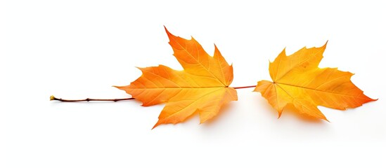 Wall Mural - White background with autumn leaf providing ample copy space for any image