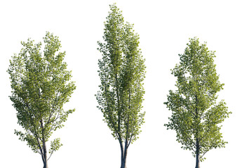 Wall Mural - populus × tomentosa frontal set trees isolated png in sunny daylight on a transparent background pre