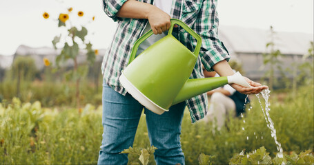 Wall Mural - Farming, hands and farmer with watering can for vegetables growth, harvest and gardening on farm. Agriculture, sustainability and person with water for crops, plants and nature for agro business