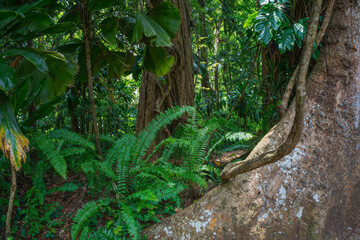 Sticker - Rainforest in Kandy, Sri Lanka