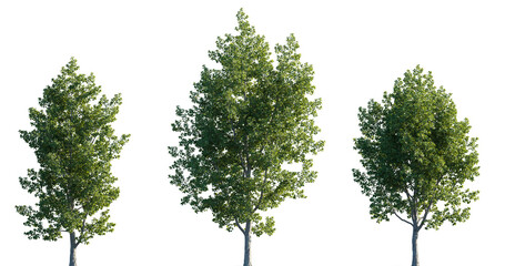 Wall Mural - populus tremula street summer trees medium and small isolated png on a transparent background premiu