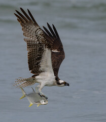 Wall Mural - Osprey with a large fish in the ocean