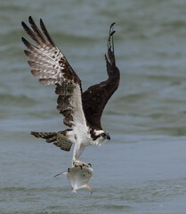 Sticker - Osprey with a large fish in the ocean