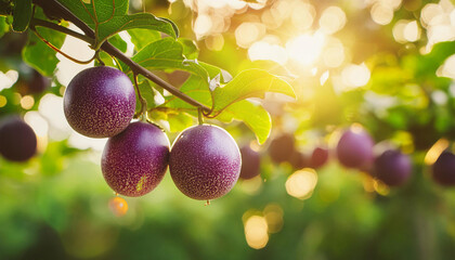 ripe passion fruits on tree branch. organic tropical fruit. natural harvest. healthy food.