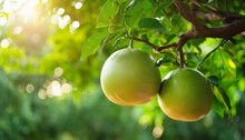 Grapefruits Growing On Tree Branch. Organic Tropical Fruit. Natural Harvest. Healthy Food.