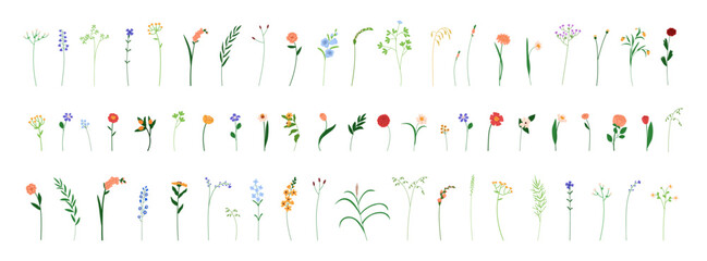 Poster - Fragile flowers. Botanical set, tiny simple wildflowers, gentle garden blooms, meadow stems, summer branches. Floral plants, herbs. Natural flat vector illustration isolated on white background