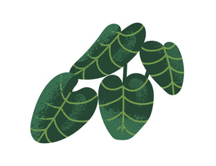 Poster - Leaf plant. Big green leaves. Exotic tropical greenery. Natural foliage, botanical decoration. Fresh organic flora, decorative vegetation. Flat vector illustration isolated on white background