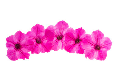 Sticker - Petunia flower isolated