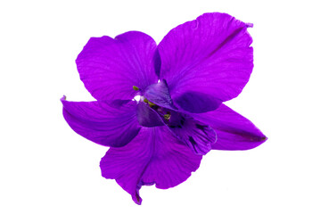 Sticker - larkspur flower isolated