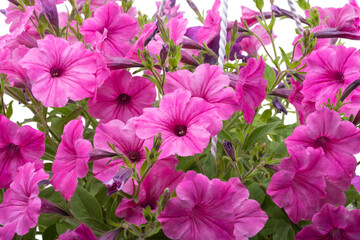 Sticker - Petunia flower isolated