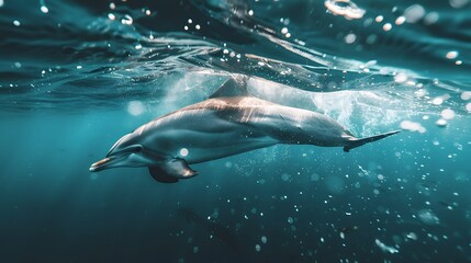 Dolphin in the water illustration, Beautiful, summer vibe, beach, ocean, sea, fish, background