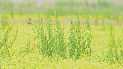 Wall Mural - Among the flowering meadows, the Western yellow wagtail (Motacilla flava)