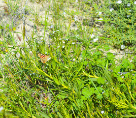 Canvas Print - wildlife animal orange butterfly grass on the ground natural background