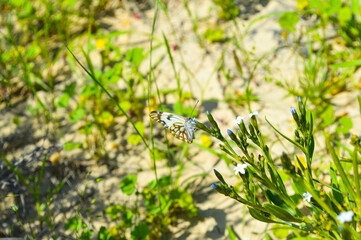 Canvas Print - close up of butterfly on the grass