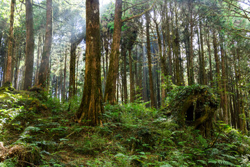 Wall Mural - natural forest of greenery lush tree