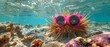 Funny animal summer holiday vacation travel photography banner background - Sea ​​urchin with pink sunglasses swimming relaxing in the ocean sea water, underwater