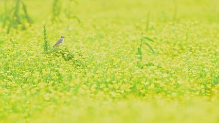 Wall Mural - At dusk  in the flowering meadows, the Western yellow wagtail (Motacilla flava)