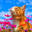 꽃밭 속에서 하늘을 바라보는 고양이