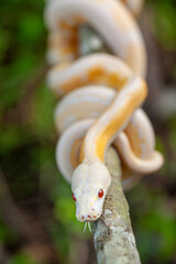 Wall Mural - Phyton Albino in Branch