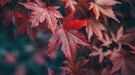 Canvas Print - Maple leaves in the fall in a red hue