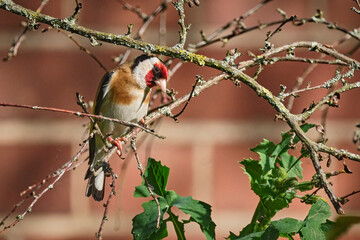 Wall Mural - Stieglitz ( Carduelis carduelis ).