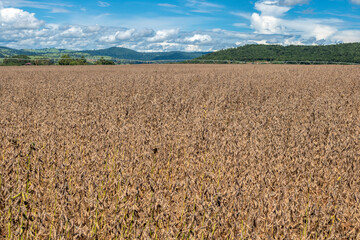 Wall Mural - Soybean plantation after application of desiccant, the last stage of plant treatment before harvesting, in Brazil. Soy is one of the main commodities in Brazilian agriculture.