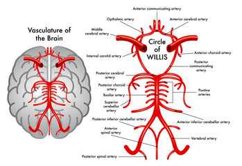 Schematic medical illustration of Circle of Willis, a part of the vasculature of the brain, with annotations.