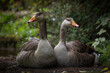 © Klay - pair of geese nestled on forest ground surrounded by lush foliage