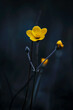 A yellow flower in the dark.