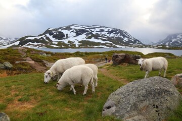 Sticker - Livestock in Vestfold og Telemark, Norway