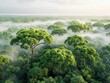 lush green misty jungle canopy