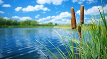 Cattail Swaying In The Breeze Beside A Lake