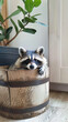 A mischievous raccoon morphing into a compact, hidden storage bin, perfect for stowing away toys