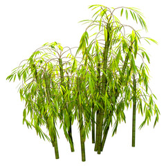 Poster - 3D Rendering Bamboo Trees on White