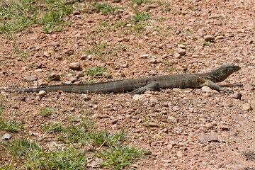 Wall Mural - Nile Monitor (Varanus niloticus) v South Luangwa Národním parku. Zambie. Africa.