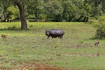 Wall Mural - Hippo (Hippopotamus amphibius) in South Luangwa National Park. Zambia.Africa.