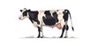© Влада Яковенко - Dairy cow standing in full length. vector simple illustration