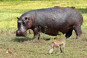Wall Mural - Hippo (Hippopotamus amphibius) in South Luangwa National Park. Zambia.Africa.
