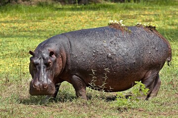 Wall Mural - Hippo (Hippopotamus amphibius) in South Luangwa National Park. Zambia.Africa.