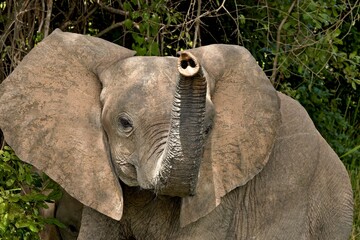 Wall Mural - African Elephant (Loxodonta africana). South Luangwa National Park. Zambia. Africa.