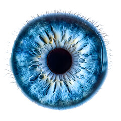 Wall Mural - Eye Iris Isolated on transparent background